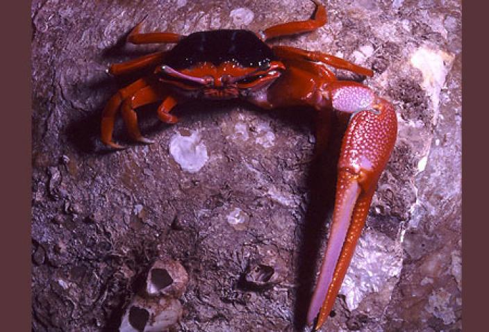 Image of “Darwin Red Legs” Fiddler Crab (Uca flammula). 